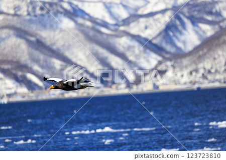 King of the sea, messenger of drift ice, Steller's sea eagle, photographed in Rausu Town, Menashi District, Hokkaido 123723810