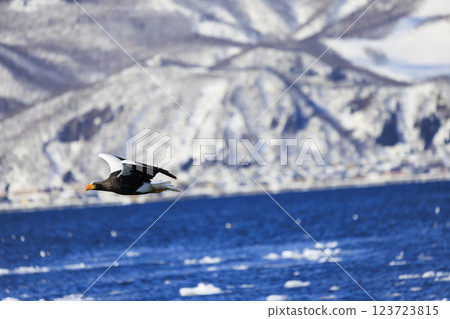 海上之王、流冰使者、虎頭海雕，拍攝於北海道目梨郡羅臼町 123723815