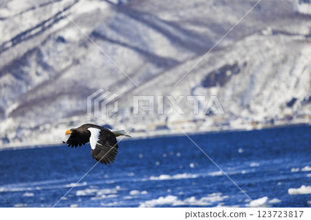 King of the sea, messenger of drift ice, Steller's sea eagle, photographed in Rausu Town, Menashi District, Hokkaido King of the sea, messenger of drift ice, Steller's sea eagle, photographed in Rausu Town, Menashi District, Hokkaido 123723817