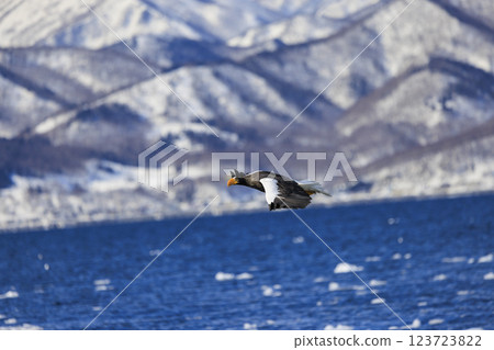 King of the sea, messenger of drift ice, Steller's sea eagle, photographed in Rausu Town, Menashi District, Hokkaido King of the sea, messenger of drift ice, Steller's sea eagle, photographed in Rausu Town, Menashi District, Hokkaido 123723822