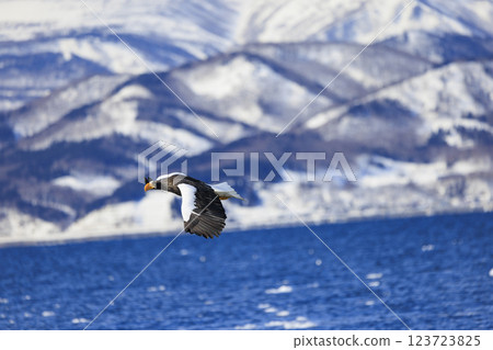 King of the sea, messenger of drift ice, Steller's sea eagle, photographed in Rausu Town, Menashi District, Hokkaido King of the sea, messenger of drift ice, Steller's sea eagle, photographed in Rausu Town, Menashi District, Hokkaido 123723825