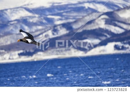King of the sea, messenger of drift ice, Steller's sea eagle, photographed in Rausu Town, Menashi District, Hokkaido 123723828