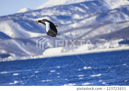 King of the sea, messenger of drift ice, Steller's sea eagle, photographed in Rausu Town, Menashi District, Hokkaido 123723831