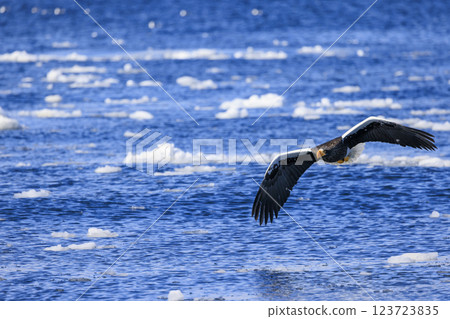 King of the sea, messenger of drift ice, Steller's sea eagle, photographed in Rausu Town, Menashi District, Hokkaido 123723835