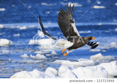 King of the sea, messenger of drift ice, Steller's sea eagle, photographed in Rausu Town, Menashi District, Hokkaido King of the sea, messenger of drift ice, Steller's sea eagle, photographed in Rausu Town, Menashi District, Hokkaido 123723848