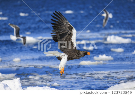 King of the sea, messenger of drift ice, Steller's sea eagle, photographed in Rausu Town, Menashi District, Hokkaido King of the sea, messenger of drift ice, Steller's sea eagle, photographed in Rausu Town, Menashi District, Hokkaido 123723849