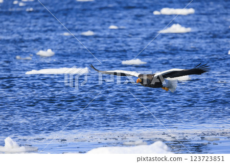 海上之王、流冰使者、虎頭海雕，拍攝於北海道目梨郡羅臼町 123723851