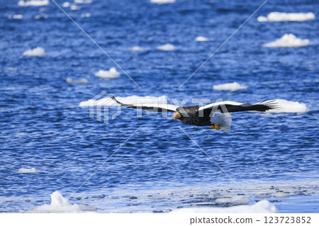 King of the sea, messenger of drift ice, Steller's sea eagle, photographed in Rausu Town, Menashi District, Hokkaido 123723852