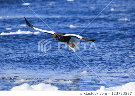 King of the sea, messenger of drift ice, Steller's sea eagle, photographed in Rausu Town, Menashi District, Hokkaido King of the sea, messenger of drift ice, Steller's sea eagle, photographed in Rausu Town, Menashi District, Hokkaido 123723857