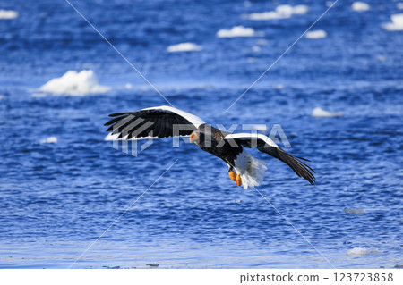 King of the sea, messenger of drift ice, Steller's sea eagle, photographed in Rausu Town, Menashi District, Hokkaido King of the sea, messenger of drift ice, Steller's sea eagle, photographed in Rausu Town, Menashi District, Hokkaido 123723858