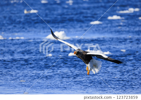 King of the sea, messenger of drift ice, Steller's sea eagle, photographed in Rausu Town, Menashi District, Hokkaido King of the sea, messenger of drift ice, Steller's sea eagle, photographed in Rausu Town, Menashi District, Hokkaido 123723859