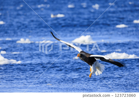 King of the sea, messenger of drift ice, Steller's sea eagle, photographed in Rausu Town, Menashi District, Hokkaido King of the sea, messenger of drift ice, Steller's sea eagle, photographed in Rausu Town, Menashi District, Hokkaido 123723860