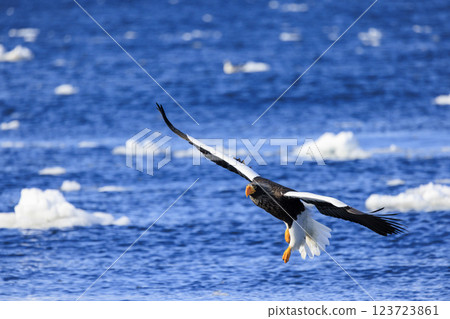 King of the sea, messenger of drift ice, Steller's sea eagle, photographed in Rausu Town, Menashi District, Hokkaido 123723861