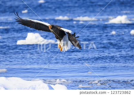 King of the sea, messenger of drift ice, Steller's sea eagle, photographed in Rausu Town, Menashi District, Hokkaido King of the sea, messenger of drift ice, Steller's sea eagle, photographed in Rausu Town, Menashi District, Hokkaido 123723862
