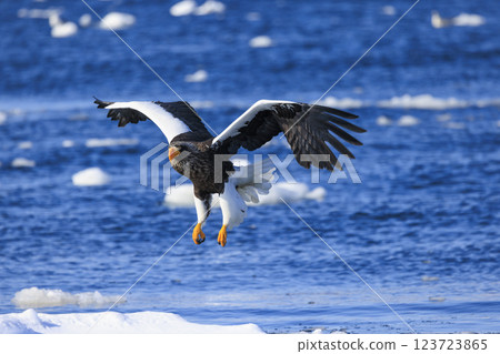 King of the sea, messenger of drift ice, Steller's sea eagle, photographed in Rausu Town, Menashi District, Hokkaido 123723865