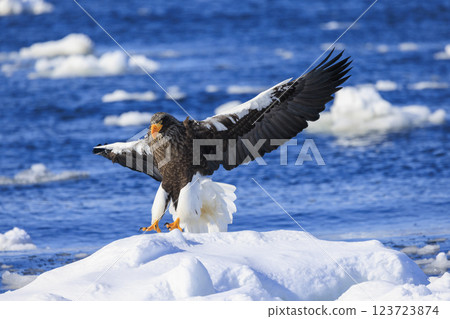 King of the sea, messenger of drift ice, Steller's sea eagle, photographed in Rausu Town, Menashi District, Hokkaido King of the sea, messenger of drift ice, Steller's sea eagle, photographed in Rausu Town, Menashi District, Hokkaido 123723874