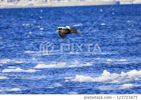 King of the sea, messenger of drift ice, Steller's sea eagle, photographed in Rausu Town, Menashi District, Hokkaido King of the sea, messenger of drift ice, Steller's sea eagle, photographed in Rausu Town, Menashi District, Hokkaido 123723875