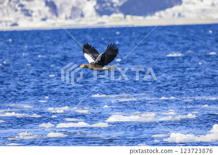 King of the sea, messenger of drift ice, Steller's sea eagle, photographed in Rausu Town, Menashi District, Hokkaido 123723876