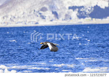King of the sea, messenger of drift ice, Steller's sea eagle, photographed in Rausu Town, Menashi District, Hokkaido 123723877