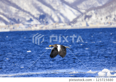 King of the sea, messenger of drift ice, Steller's sea eagle, photographed in Rausu Town, Menashi District, Hokkaido King of the sea, messenger of drift ice, Steller's sea eagle, photographed in Rausu Town, Menashi District, Hokkaido 123723880