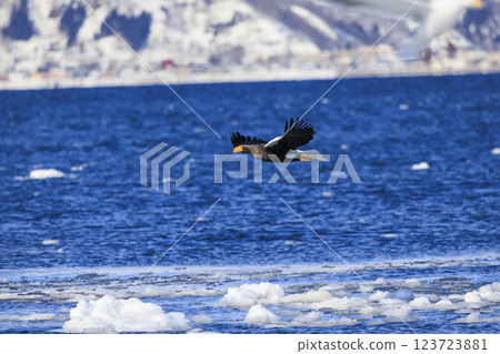 King of the sea, messenger of drift ice, Steller's sea eagle, photographed in Rausu Town, Menashi District, Hokkaido King of the sea, messenger of drift ice, Steller's sea eagle, photographed in Rausu Town, Menashi District, Hokkaido 123723881