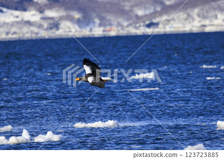 King of the sea, messenger of drift ice, Steller's sea eagle, photographed in Rausu Town, Menashi District, Hokkaido 123723885