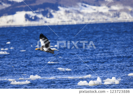 King of the sea, messenger of drift ice, Steller's sea eagle, photographed in Rausu Town, Menashi District, Hokkaido King of the sea, messenger of drift ice, Steller's sea eagle, photographed in Rausu Town, Menashi District, Hokkaido 123723886