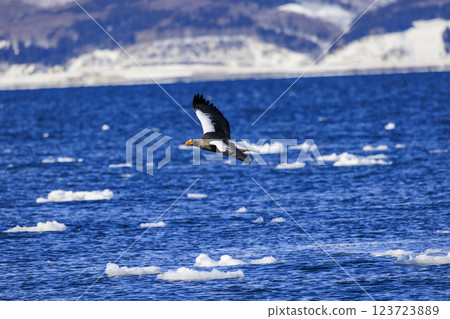 King of the sea, messenger of drift ice, Steller's sea eagle, photographed in Rausu Town, Menashi District, Hokkaido King of the sea, messenger of drift ice, Steller's sea eagle, photographed in Rausu Town, Menashi District, Hokkaido 123723889