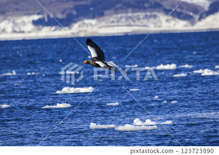 King of the sea, messenger of drift ice, Steller's sea eagle, photographed in Rausu Town, Menashi District, Hokkaido 123723890