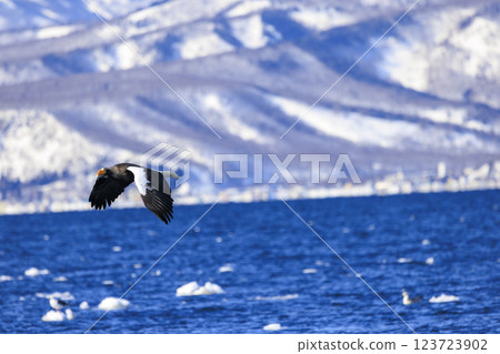 海上之王、流冰使者、虎頭海雕，拍攝於北海道目梨郡羅臼町 123723902