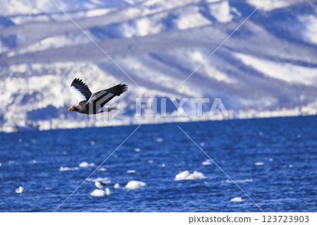 King of the sea, messenger of drift ice, Steller's sea eagle, photographed in Rausu Town, Menashi District, Hokkaido 123723903