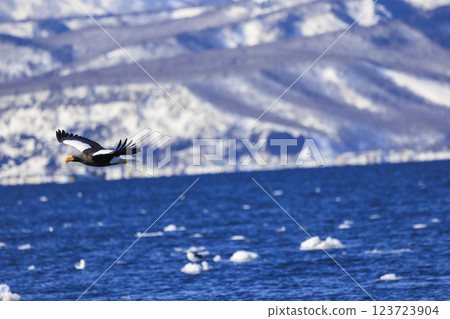 King of the sea, messenger of drift ice, Steller's sea eagle, photographed in Rausu Town, Menashi District, Hokkaido 123723904