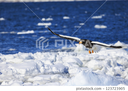海上之王、流冰使者、虎頭海雕，拍攝於北海道目梨郡羅臼町 123723905