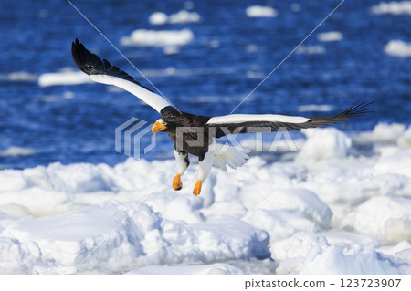 King of the sea, messenger of drift ice, Steller's sea eagle, photographed in Rausu Town, Menashi District, Hokkaido 123723907