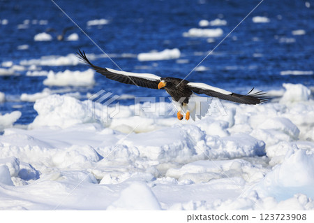 海上之王、流冰使者、虎頭海雕，拍攝於北海道目梨郡羅臼町 123723908