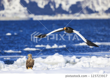 King of the sea, messenger of drift ice, Steller's sea eagle, photographed in Rausu Town, Menashi District, Hokkaido King of the sea, messenger of drift ice, Steller's sea eagle, photographed in Rausu Town, Menashi District, Hokkaido 123723917