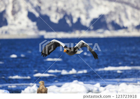 海上之王、流冰使者、虎頭海雕，拍攝於北海道目梨郡羅臼町 123723918