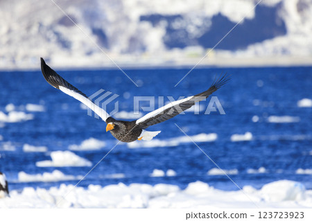 King of the sea, messenger of drift ice, Steller's sea eagle, photographed in Rausu Town, Menashi District, Hokkaido 123723923