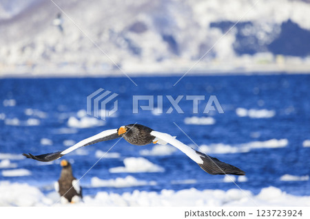 King of the sea, messenger of drift ice, Steller's sea eagle, photographed in Rausu Town, Menashi District, Hokkaido 123723924