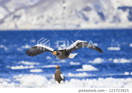 King of the sea, messenger of drift ice, Steller's sea eagle, photographed in Rausu Town, Menashi District, Hokkaido 123723925