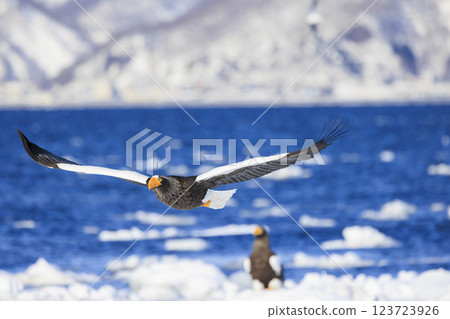 King of the sea, messenger of drift ice, Steller's sea eagle, photographed in Rausu Town, Menashi District, Hokkaido 123723926