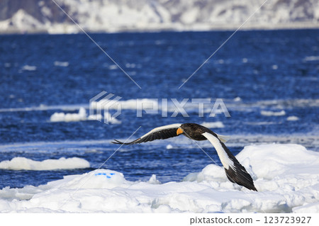 海上之王、流冰使者、虎頭海雕,拍攝於北海道目梨郡羅臼町 海上之王、流冰使者、虎頭海雕,拍攝於北海道目梨郡羅臼町 123723927