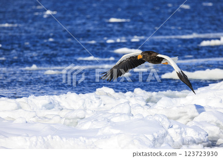 海上之王、流冰使者、虎頭海雕,拍攝於北海道目梨郡羅臼町 海上之王、流冰使者、虎頭海雕,拍攝於北海道目梨郡羅臼町 123723930