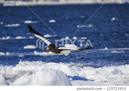 海上之王、流冰使者、虎頭海雕,拍攝於北海道目梨郡羅臼町 海上之王、流冰使者、虎頭海雕,拍攝於北海道目梨郡羅臼町 123723933