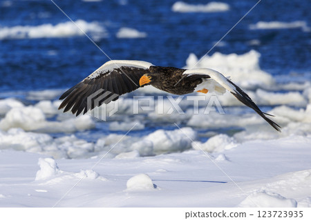 King of the sea, messenger of drift ice, Steller's sea eagle, photographed in Rausu Town, Menashi District, Hokkaido 123723935