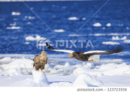 海上之王、流冰使者、虎頭海雕，拍攝於北海道目梨郡羅臼町 123723936