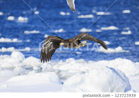 King of the sea, messenger of drift ice, Steller's sea eagle, photographed in Rausu Town, Menashi District, Hokkaido 123723939