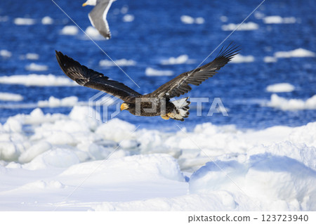 King of the sea, messenger of drift ice, Steller's sea eagle, photographed in Rausu Town, Menashi District, Hokkaido 123723940