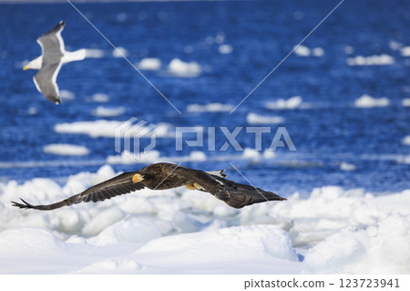 King of the sea, messenger of drift ice, Steller's sea eagle, photographed in Rausu Town, Menashi District, Hokkaido 123723941