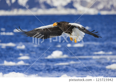 King of the sea, messenger of drift ice, Steller's sea eagle, photographed in Rausu Town, Menashi District, Hokkaido King of the sea, messenger of drift ice, Steller's sea eagle, photographed in Rausu Town, Menashi District, Hokkaido 123723942